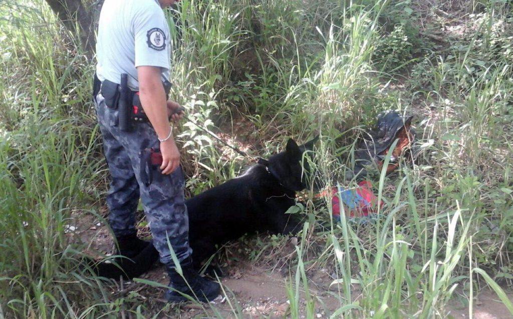 Aseguran más de 1.5 kilos de cocaína en Puerto Vallarta Noticias de Puerto Vallarta | NotiespacioPV | Aseguran más de 1.5 kilos de cocaína en Puerto Vallarta