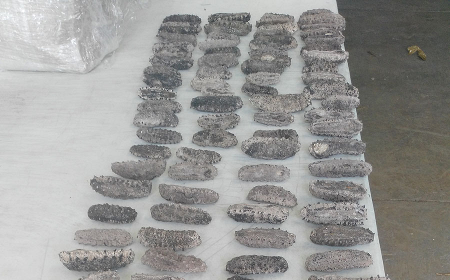 Agentes federales aseguran 56 kilogramos de pepino de mar Noticias de Puerto Vallarta | NotiespacioPV | Agentes federales aseguran 56 kilogramos de pepino de mar