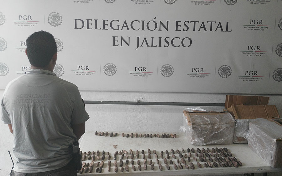 Agentes federales aseguran 56 kilogramos de pepino de mar Noticias de Puerto Vallarta | NotiespacioPV | Agentes federales aseguran 56 kilogramos de pepino de mar