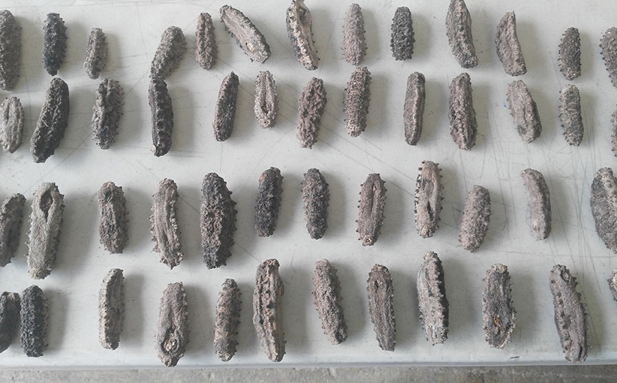 Agentes federales aseguran 56 kilogramos de pepino de mar Noticias de Puerto Vallarta | NotiespacioPV | Agentes federales aseguran 56 kilogramos de pepino de mar