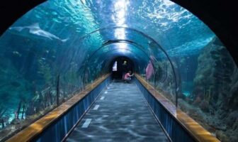 Noticias de Puerto Vallarta | NotiespacioPV | Puerto Vallarta tendrá un acuario gigante de lujo próximamente