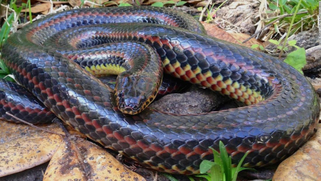 Noticias de Puerto Vallarta | NotiespacioPV | Reaparece la serpiente arcoíris, especie desaparecida en Florida desde hace 50 años