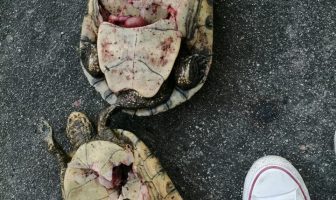 Noticias de Puerto Vallarta | NotiespacioPV | Despiadado hombre mata dos tortugas en laguna de Coapinole en Vallarta