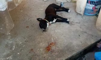 Noticias de Puerto Vallarta | NotiespacioPV | Envenenan a perritos en delegación Ixtapa