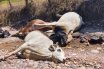 Notiespacio PV | Mueren electrocutadas cinco vacas en los Volcanes
