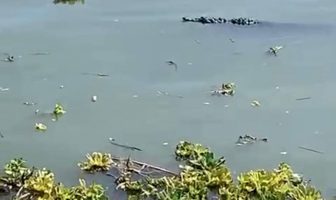 Noticias de Puerto Vallarta | NotiespacioPV | Advierte Marina y pescadores sobre posible presencia de cocodrilos en Lago de Chapala