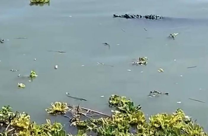 Noticias de Puerto Vallarta | NotiespacioPV | Advierte Marina y pescadores sobre posible presencia de cocodrilos en Lago de Chapala
