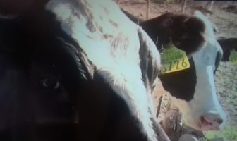 robo de ganado