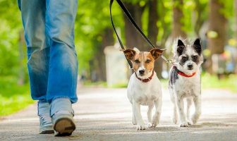 Noticias de Puerto Vallarta | NotiespacioPV | Aprueban reformas en beneficio de los animales en Jalisco
