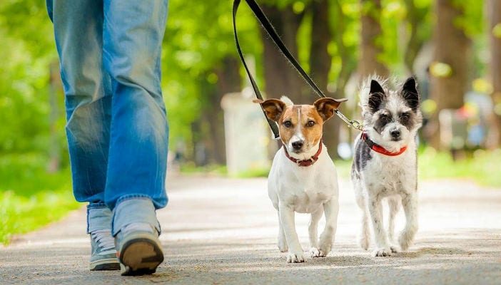 Noticias de Puerto Vallarta | NotiespacioPV | Aprueban reformas en beneficio de los animales en Jalisco