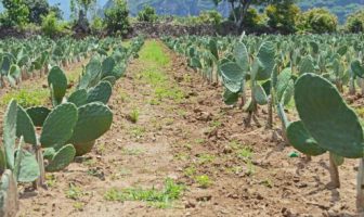 Nueva realidad del campo y zonas rurales en Jalisco