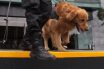 Notiespacio PV | Binomio canino detecta precursor de droga sintética en aeropuerto de GDL