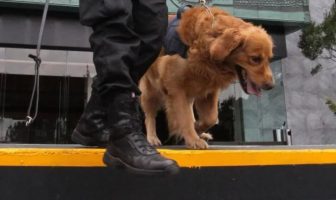 Noticias de Puerto Vallarta | NotiespacioPV | Binomio canino detecta precursor de droga sintética en aeropuerto de GDL