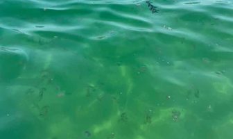 Noticias de Puerto Vallarta | NotiespacioPV | ¡Aguas con las 'agua malas'! Reportan medusas al sur de Vallarta