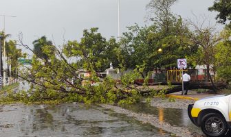 Noticias de Puerto Vallarta | NotiespacioPV | 2 vehículos dañados y varios árboles caídos, el saldo de la lluvia en Vallarta
