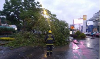 Noticias de Puerto Vallarta | NotiespacioPV | Reportan 31 árboles caídos en Guadalajara y Zapopan tras la lluvia de anoche
