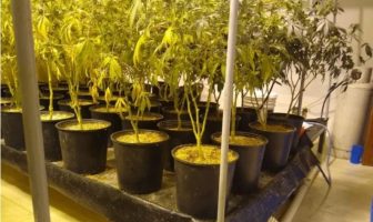 Noticias de Puerto Vallarta | NotiespacioPV | Desmantelan invernadero de mariguana en Tlaquepaque
