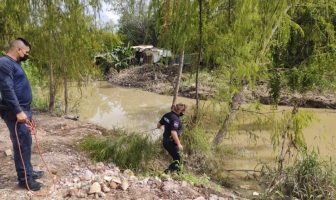Busca ecología salvar la vida de cocodrilo con varilla en la cabeza