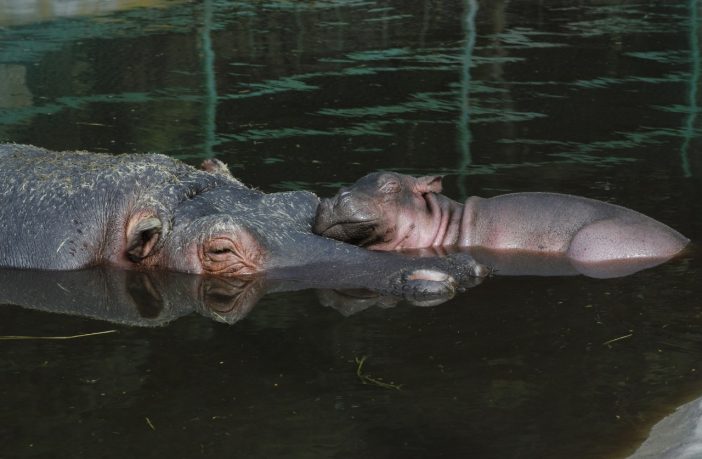 Noticias de Puerto Vallarta | NotiespacioPV | En Guadalajara, enamora el bebé hipopótamo de río