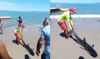 ¡Ya cierren el Jumanji! Aparece tiburón en playas de Vallarta