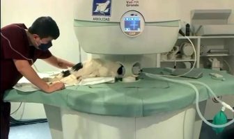 Noticias de Puerto Vallarta | NotiespacioPV | Fallece "Ambar", la perrita que fue lanzada desde un edificio en Zapopan
