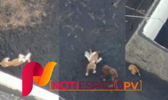 Noticias de Puerto Vallarta | NotiespacioPV | Preparan drones para rescatar perros atrapados por la lava del volcán en La Palma