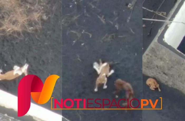 Noticias de Puerto Vallarta | NotiespacioPV | Preparan drones para rescatar perros atrapados por la lava del volcán en La Palma