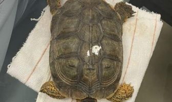Noticias de Puerto Vallarta | NotiespacioPV | Rescatan a una tortuga en el aeropuerto de Mérida; estaba escondida en una maleta