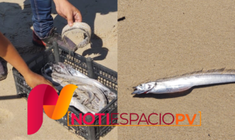 Noticias de Puerto Vallarta | NotiespacioPV | Personal de Aseo Público retiran los peces muertos de la playa
