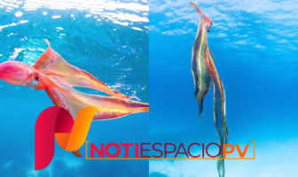 Noticias de Puerto Vallarta | NotiespacioPV | VIDEO: Bióloga marina capta encuentro con raro ejemplar de pulpo manta