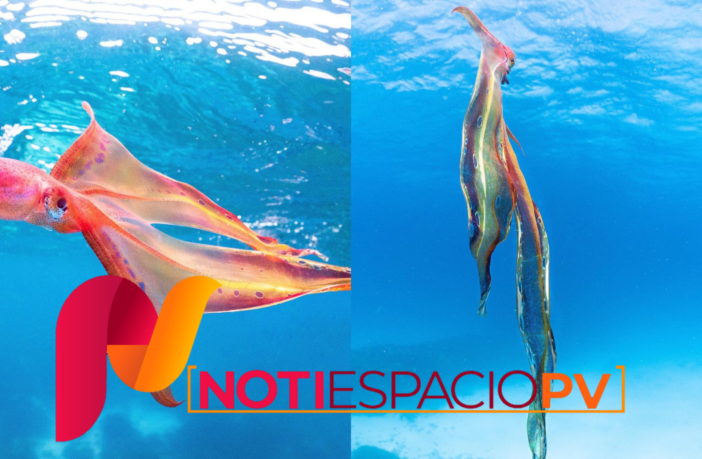 Noticias de Puerto Vallarta | NotiespacioPV | VIDEO: Bióloga marina capta encuentro con raro ejemplar de pulpo manta