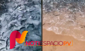 Notiespacio PV | Viral: Captan extraño comportamiento en peces en playa de La Paz