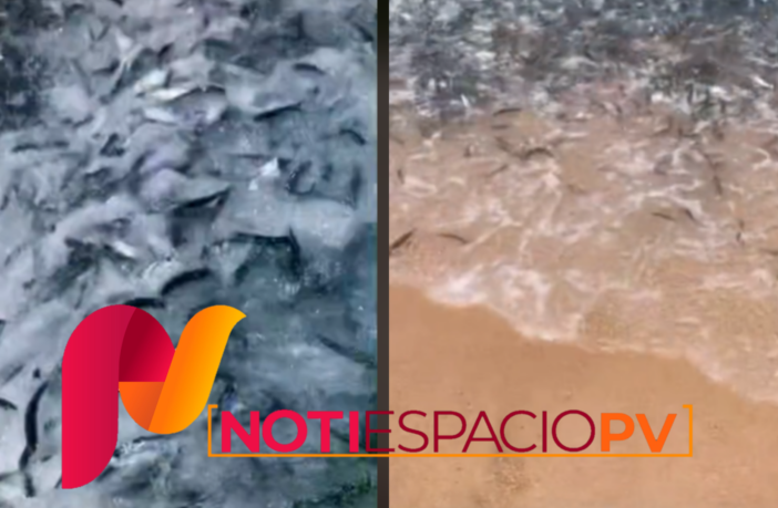 Notiespacio PV | Viral: Captan extraño comportamiento en peces en playa de La Paz