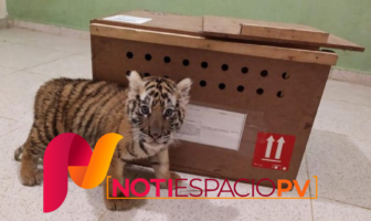 Noticias de Puerto Vallarta | NotiespacioPV | Cachorro de tigre de bengala es rescatado en el aeropuerto de Mérida