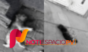 Noticias de Puerto Vallarta | NotiespacioPV | Decenas de perros envenenados desata el enojo de los habitantes de Huamantla