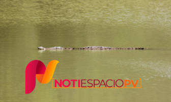 Noticias de Puerto Vallarta | NotiespacioPV | Avistamiento de cocodrilo provoca movilización de Protección Civil