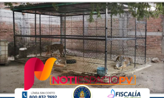 Noticias de Puerto Vallarta | NotiespacioPV | Tigres, autos y droga tras decomiso en pueblo de Guerrero