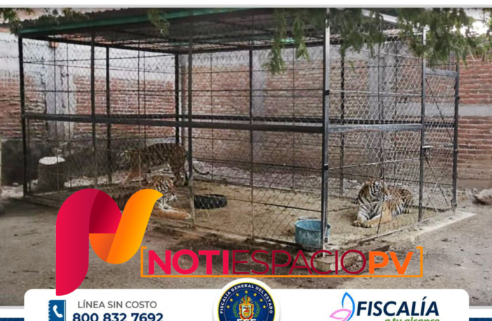 Noticias de Puerto Vallarta | NotiespacioPV | Tigres, autos y droga tras decomiso en pueblo de Guerrero