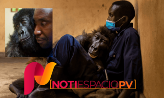 Notiespacio PV | Gorila muere en los brazos del hombre que la rescató cuando era bebé