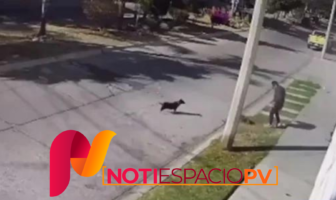 Noticias de Puerto Vallarta | NotiespacioPV | Sujeto patea a perrito en San Luis Potosí; Fiscalía investiga caso