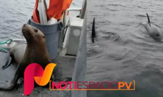 Noticias de Puerto Vallarta | NotiespacioPV | Mujer echa a león marino de su barco que se escondía de orcas