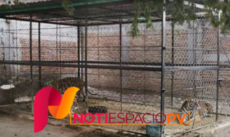 Noticias de Puerto Vallarta | NotiespacioPV | Tres tigres decomisados en Guerrero fueron abandonados y murieron