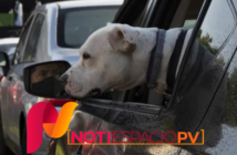 Notiespacio PV | Mujer deja morir a sus perros de un golpe de calor en Florida