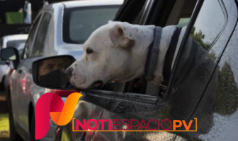 Noticias de Puerto Vallarta | NotiespacioPV | Mujer deja morir a sus perros de un golpe de calor en Florida