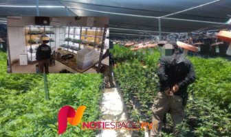 Noticias de Puerto Vallarta | NotiespacioPV | Desmantelan invernadero de marihuana en Zapopan