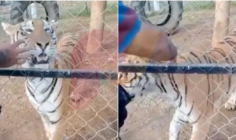 Noticias de Puerto Vallarta | NotiespacioPV | VIDEO: Tigre de bengala ataca a su cuidador en Michoacán