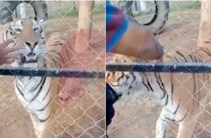 VIDEO: Tigre de bengala ataca a su cuidador en Michoacán