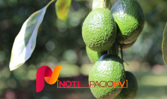 Noticias de Puerto Vallarta | NotiespacioPV | “Jalisco exportará entre 80 y 100 mil toneladas de aguacate a Estados Unidos”: APEAJAL