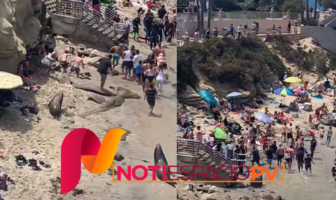 Noticias de Puerto Vallarta | NotiespacioPV | Lobos marinos ahuyentan a turistas en playa de San Diego, California