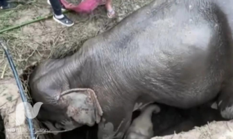Noticias de Puerto Vallarta | NotiespacioPV | VIDEO: Rescatan a elefanta tras caer a pozo por salvar a su cría